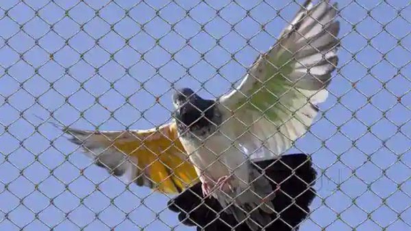 antibird.jpg